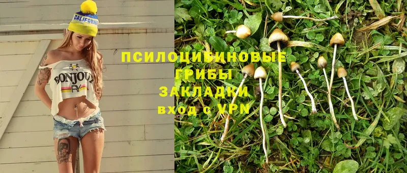 Галлюциногенные грибы Psilocybine cubensis Комсомольск